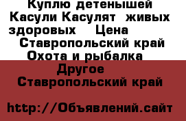 Куплю детенышей Касули.Касулят. живых здоровых. › Цена ­ 5 000 - Ставропольский край Охота и рыбалка » Другое   . Ставропольский край